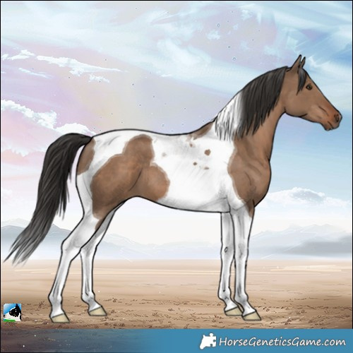 Horse Color:Liver Red Dun Tobiano 