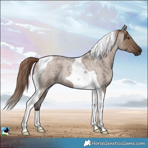 Horse Color:Liver Red Dun Roan Tobiano 