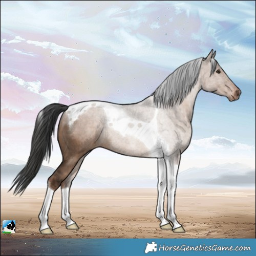 Horse Color:Liver Red Dun Tobiano Rabicano