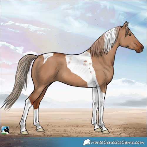 Horse Color:Red Dun Tobiano 