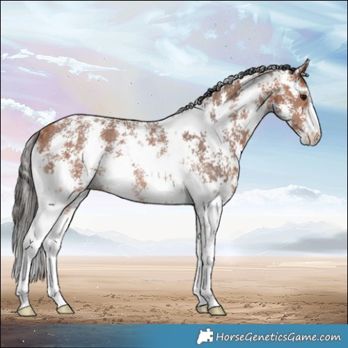 Horse Color:Bay Sabino Rabicano 