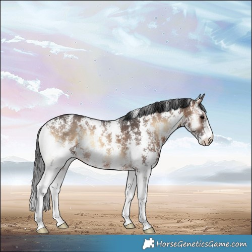 Horse Color:Brown Onyx Sabino Rabicano 