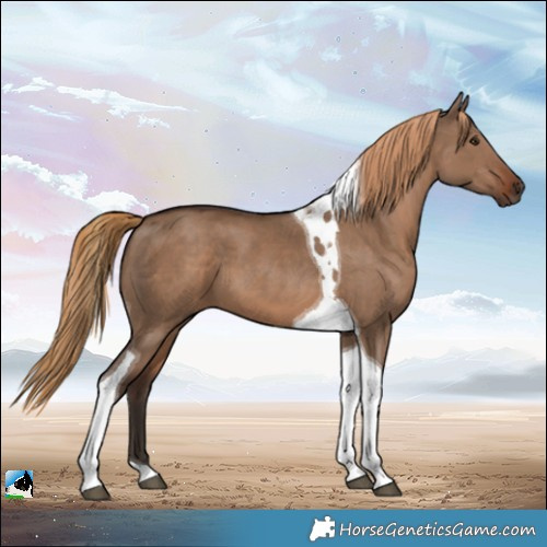 Horse Color:Liver Red Dun Tobiano 