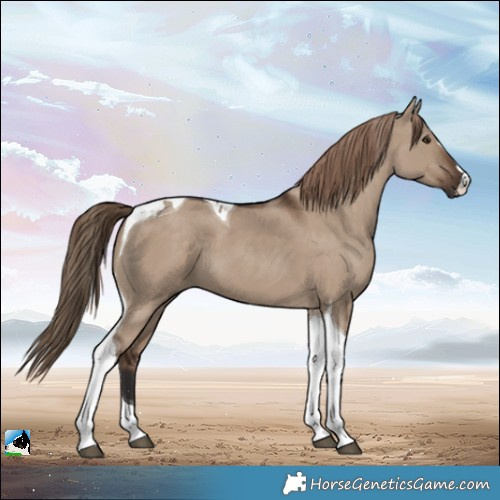 Horse Color:Liver Red Dun Tobiano 