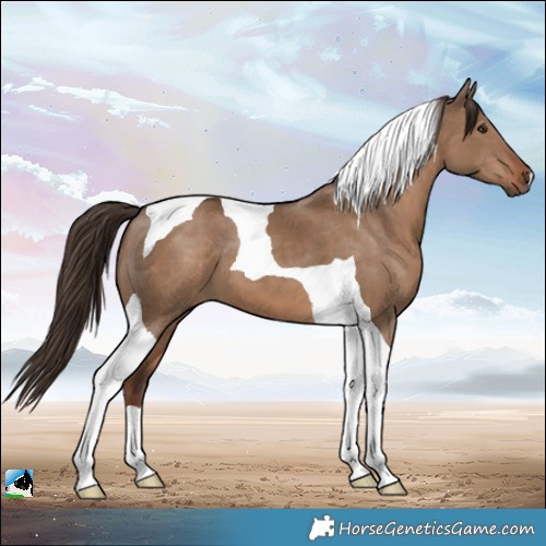 Horse Color:Liver Red Dun Tobiano 