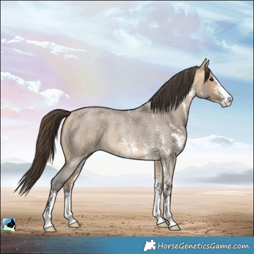 Horse Color:Buckskin Roan Dun Sabino