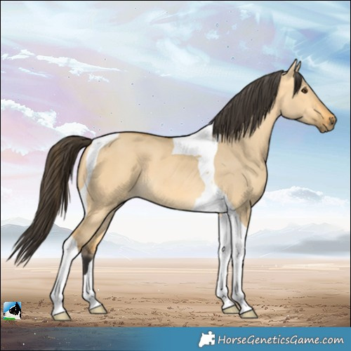 Horse Color:Buckskin Dun Tobiano 