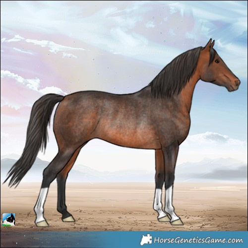 Horse Color:Bay Rabicano 