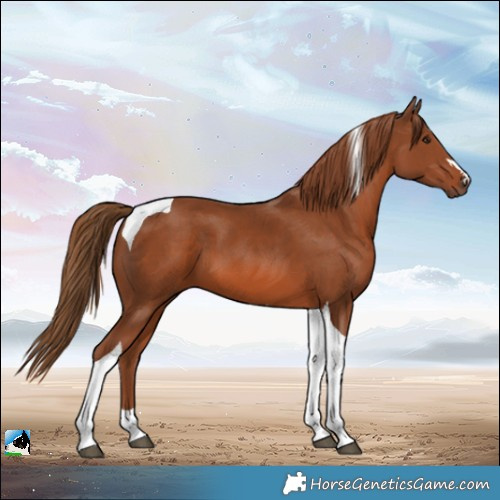 Horse Color:Chestnut Tobiano 