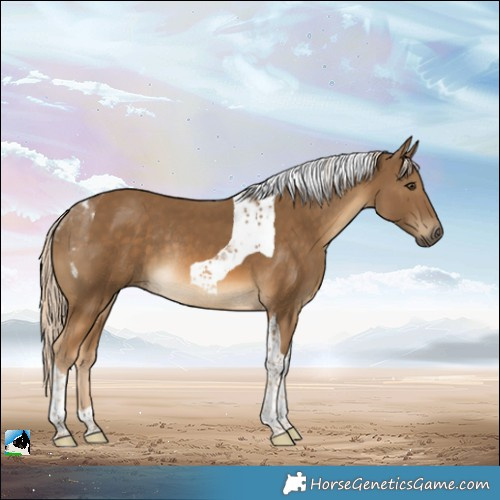 Horse Color:Chocolate Palomino Tobiano Rabicano 