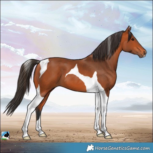 Horse Color:Bay Tobiano 