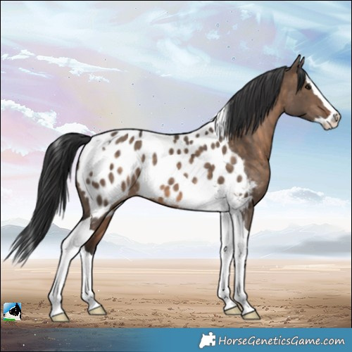 Horse Color:Brown Dun Splash Tobiano Appaloosa 