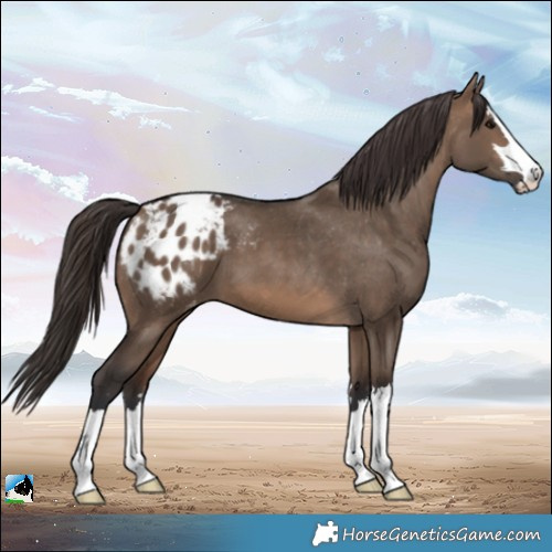 Horse Color:Brown Dun Appaloosa 