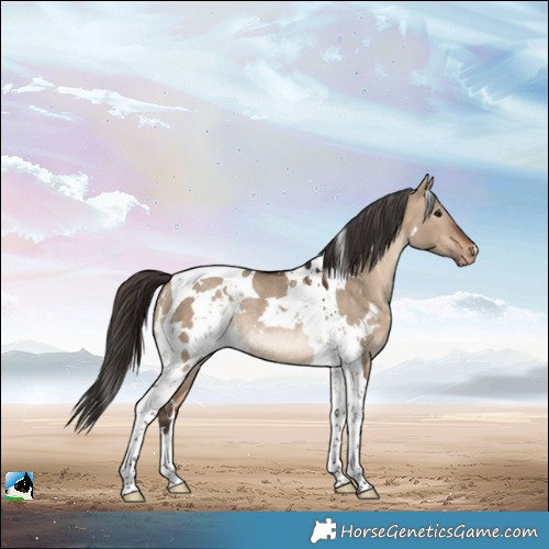 Horse Color:White Spotted Bay Dun Tobiano Varnish Rabicano