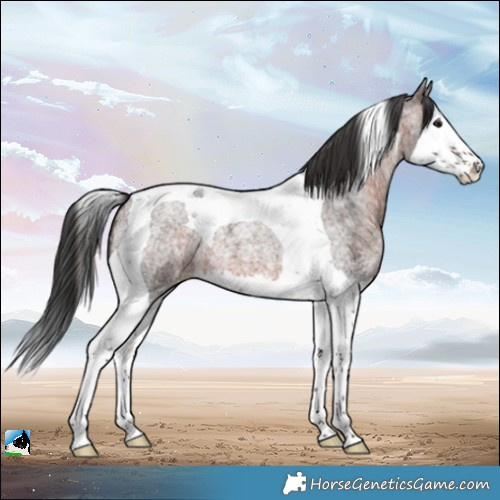 Horse Color:Brown Ice Roan Splash Tobiano 