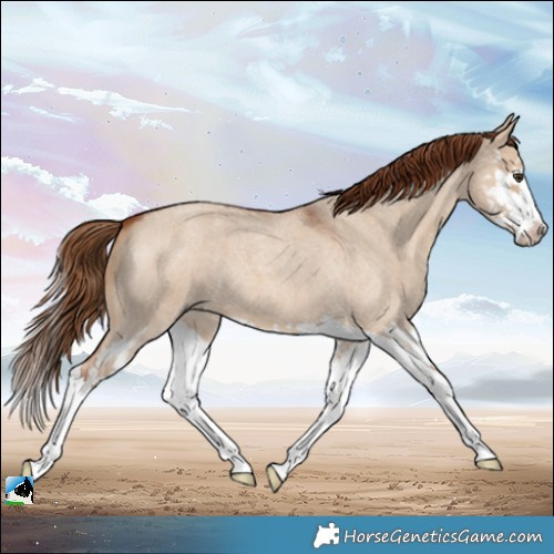 Horse Color:Red Dun Roan Splash 