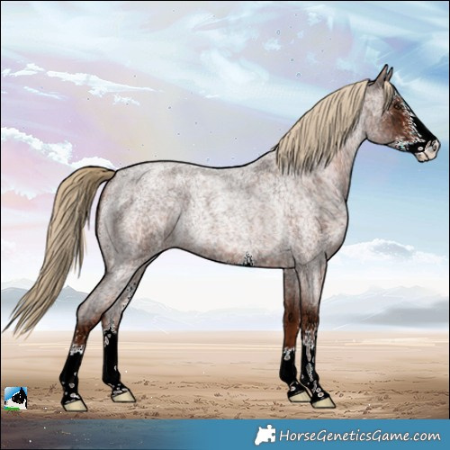 Horse Color:Red Ice Roan Sabino Rabicano 