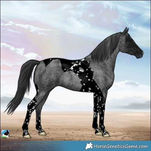 Horse Color:Blue Ice Roan Tobiano 