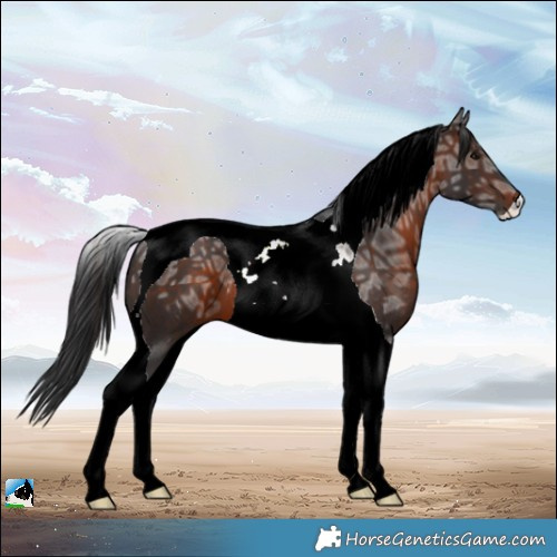 Horse Color:Brown Ice Tobiano