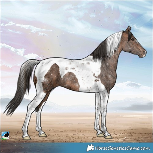 Horse Color:Bay Ice Tobiano Rabicano