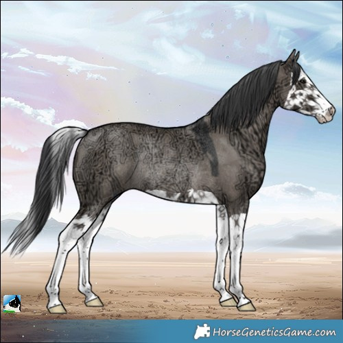 Horse Color:Grullo Ice Splash Rabicano 