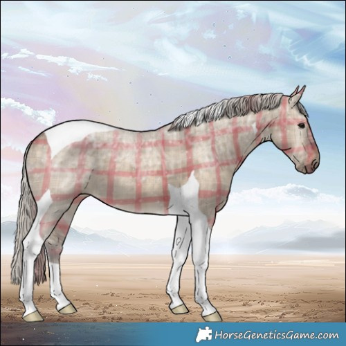 Horse Color:Plaid  Silver Brown Ice Dun Tobiano 