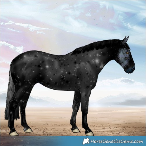Horse Color:ERROR: UNKNOWN ANOMALY