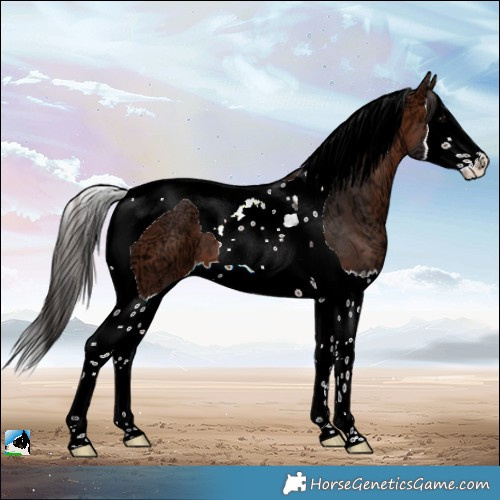 Horse Color:Bay Ice Splash Tobiano 