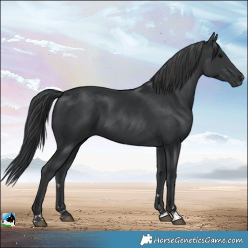 Horse Color:Black 