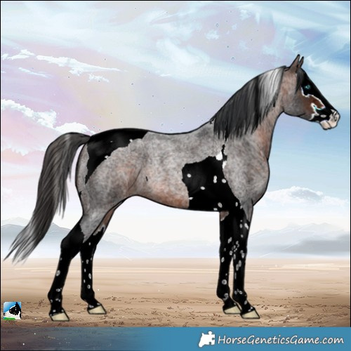 Horse Color:Bay Ice Roan Splash Tobiano Rabicano 