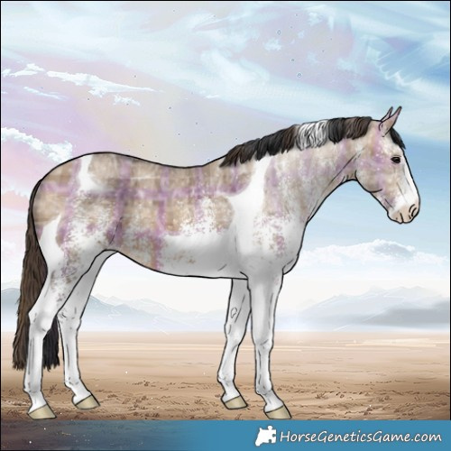 Horse Color:Plaid White Spotted Bay Ice Dun Tobiano