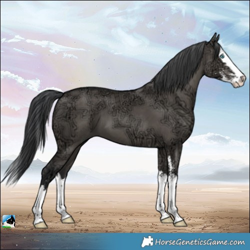 Horse Color:Grullo Ice Sabino Splash 