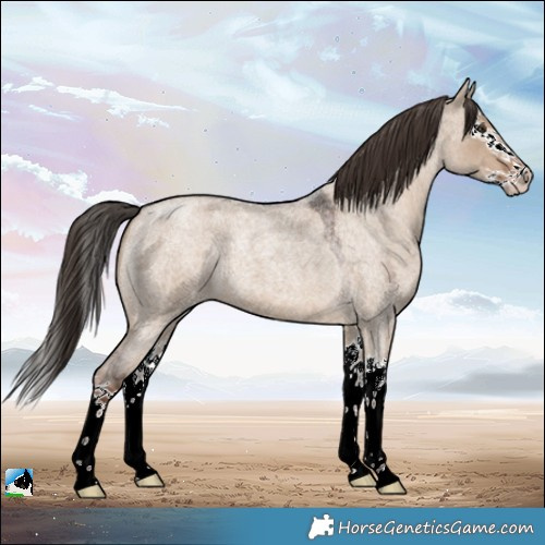 Horse Color:Liver Red Dun Roan Splash 