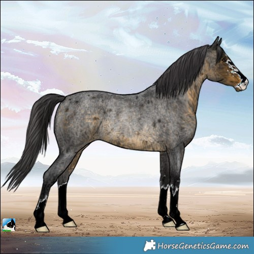 Horse Color:Buckskin Ice Roan Rabicano 