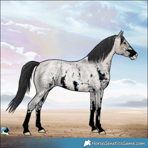 Horse Color:Brown Ice Roan Dun Sabino