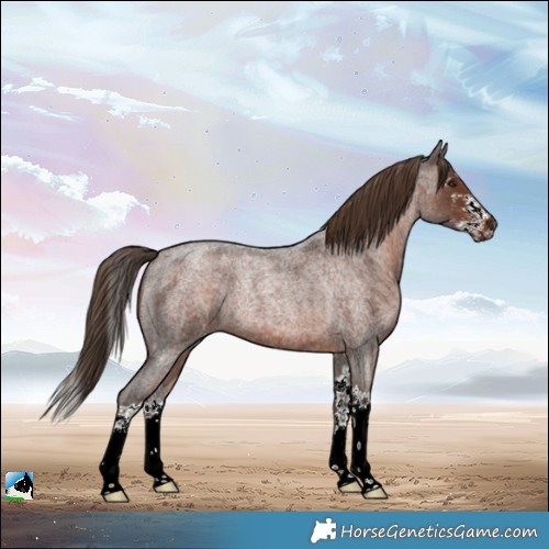 Horse Color:Liver Red Roan Sabino Splash Rabicano 