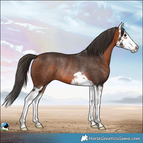 Horse Color:Bay Splash Rabicano 
