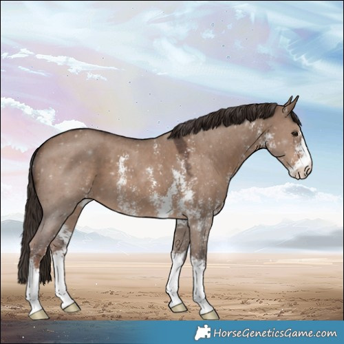 Horse Color:Liver Red Dun Sabino 