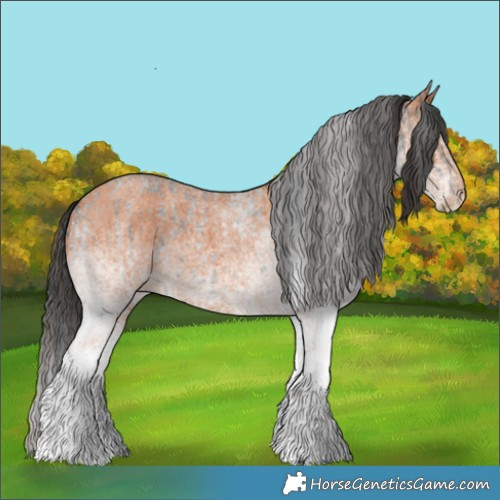 Horse Color:White Spotted Blue Roan Rabicano  and White Spotted Bay Roan Rabicano 