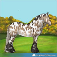Horse Color:Gray Silver Bay Dun Near Leopard Brindle 