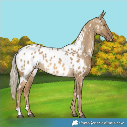 Horse Color:White Spotted Chocolate Palomino Dun Appaloosa 