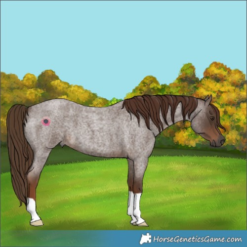 Horse Color:Gray Red Roan 