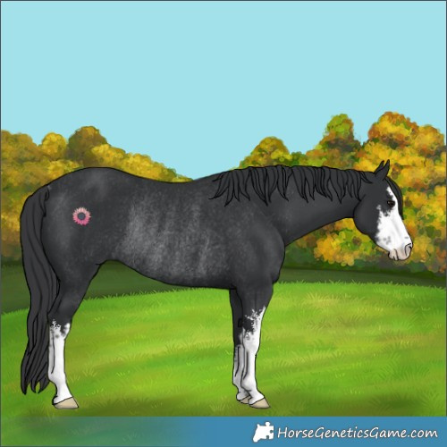 Horse Color:White Spotted Black Rabicano 