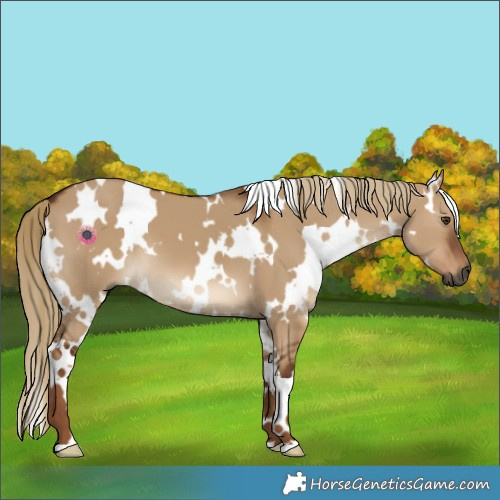 Horse Color:Gray White Spotted Red Dun 