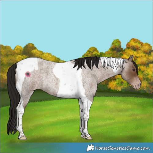 Horse Color:Gray Classic Champagne Roan Tobiano 