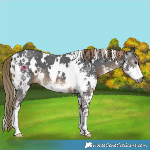 Horse Color:Gray White Spotted Liver Chestnut Sabino 