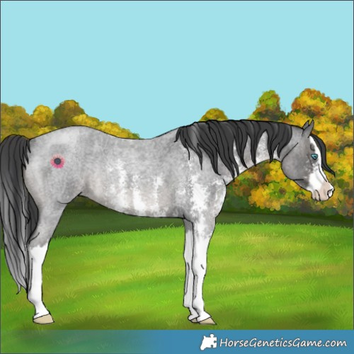 Horse Color:Blue Roan Sabino Splash Rabicano 