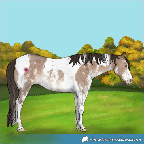 Horse Color:Liver Red Dun Sabino Tobiano Rabicano