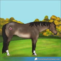 Horse Color:Gray Brown Dun