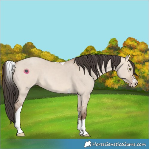 Horse Color:Amber Champagne Dun Sabino Tobiano Rabicano